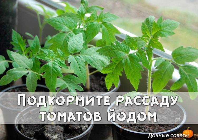 Чем подкормить рассаду помидоров до и после пикировки в домашних условиях, чтобы она была крепкой — когда подкормить рассаду помидоров после пикировки — про огород
