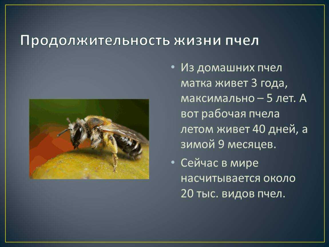 Размножение пчёл - увеличение числа пчелиных семей. экопарк  z