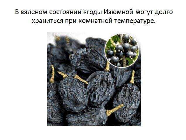 Черная смородина изюмная: описание сорта, фото, отзывы