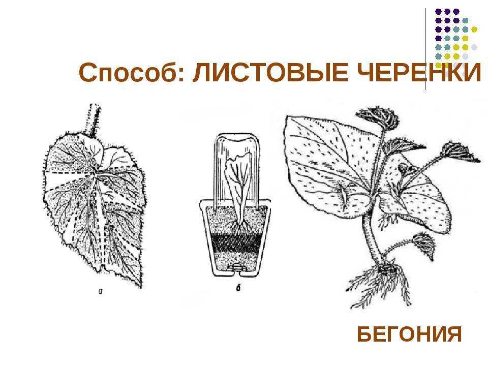 Как вырастить рассаду бегонии в домашних условиях: посадка семян, уход, пикировка