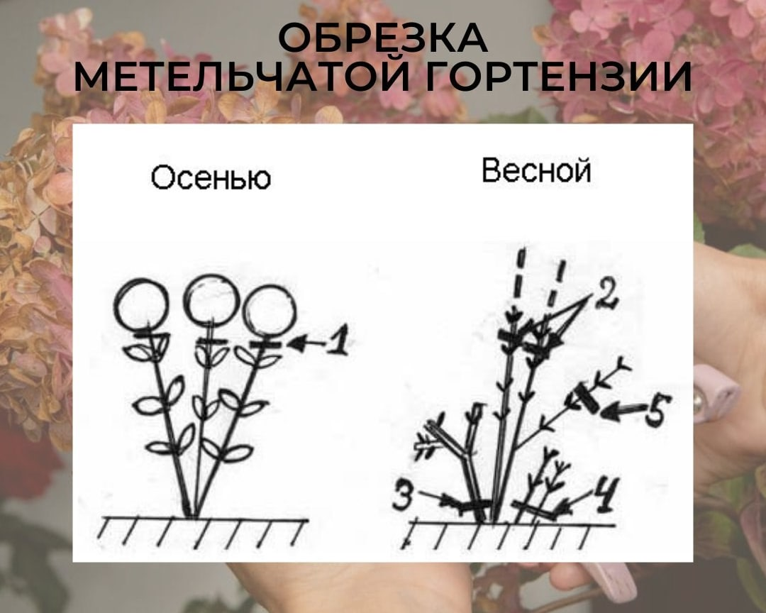 Обрезка гортензии метельчатой весной: стимулирующая, омолаживающая