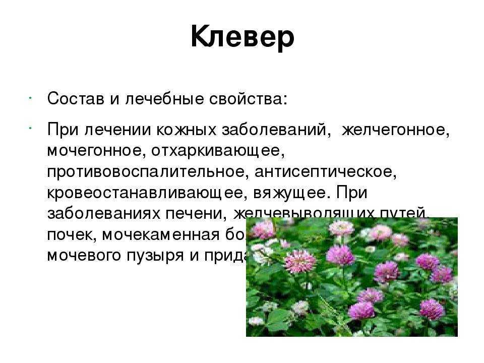 Клевер луговой: лечебные свойства и противопоказания, чем полезен, применение