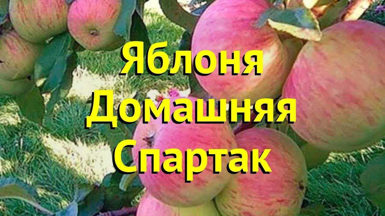 Яблоня «спартак» (12 фото): описание сорта и отзывы о яблоках