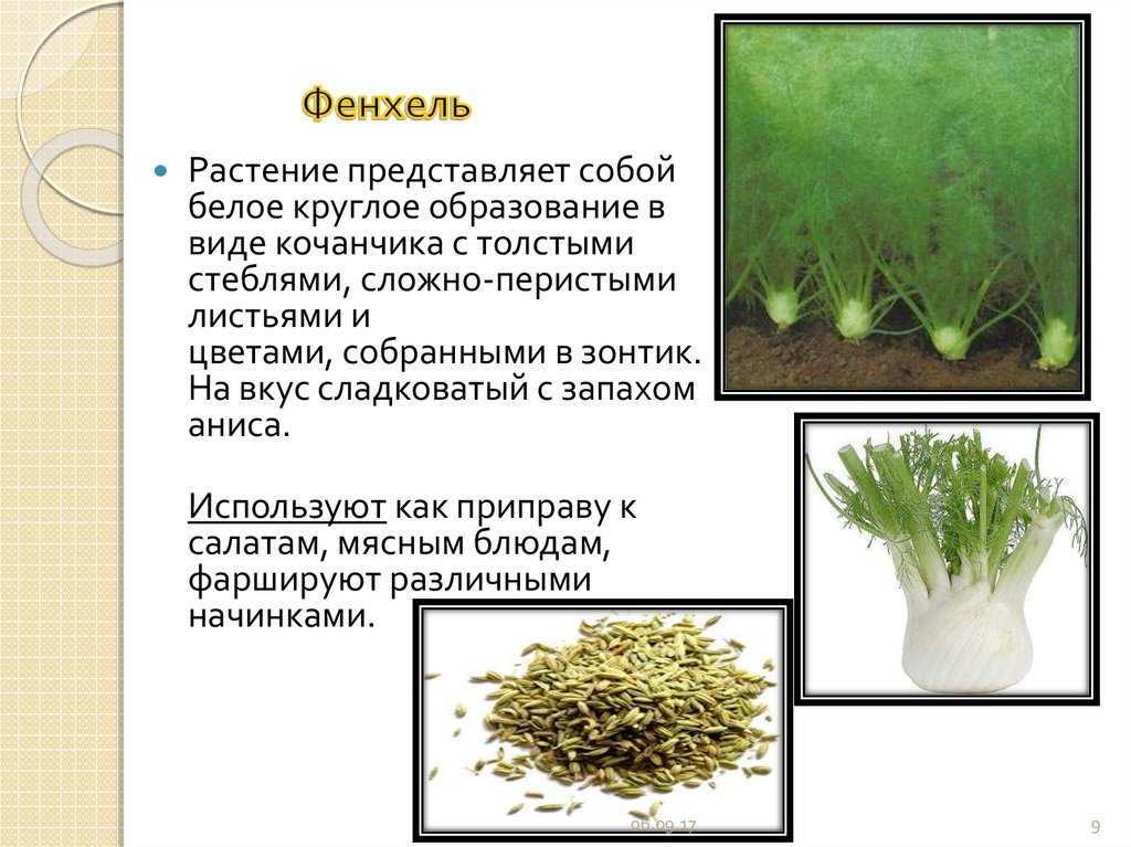 В чем разница между фенхелем и укропом?