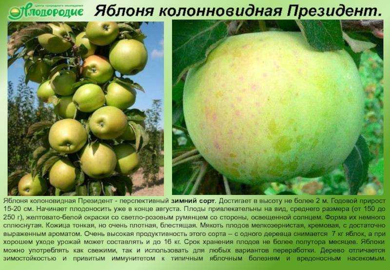 Лучшие сорта колоновидных яблонь: описание (фото), посадка и уход