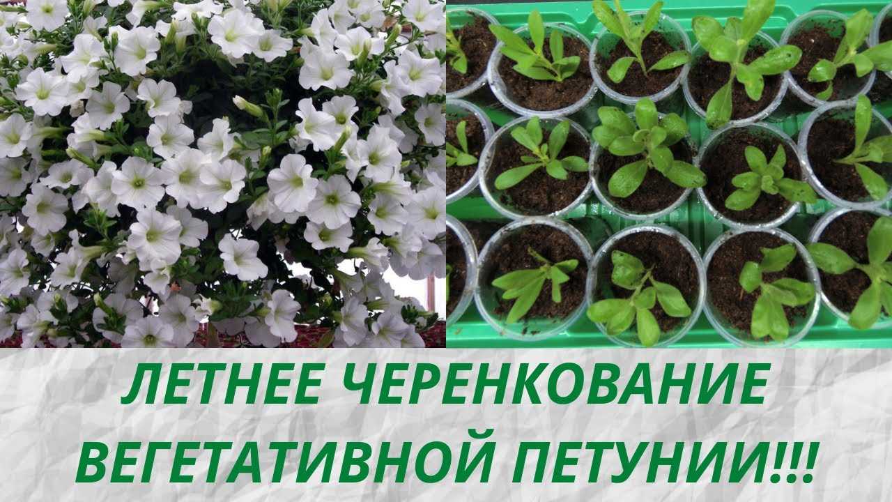 Как размножить петунию черенками в домашних условиях