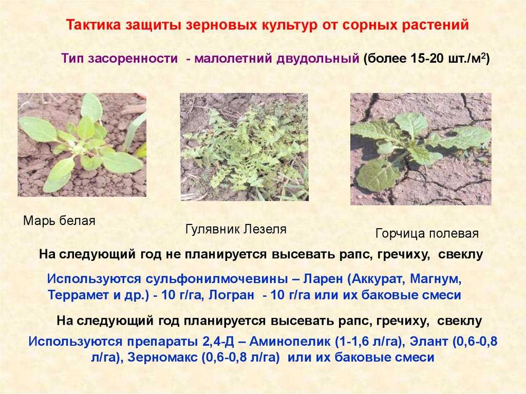 Сорняки в саду и огороде: классификация, названия, вред растений