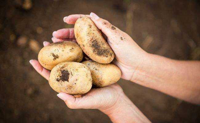 Картофель коломбо – описание сорта, фото, отзывы