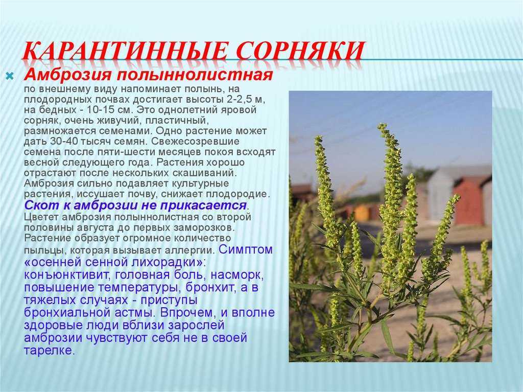 Сорные растения: фото, описание и название | domoked.ru
