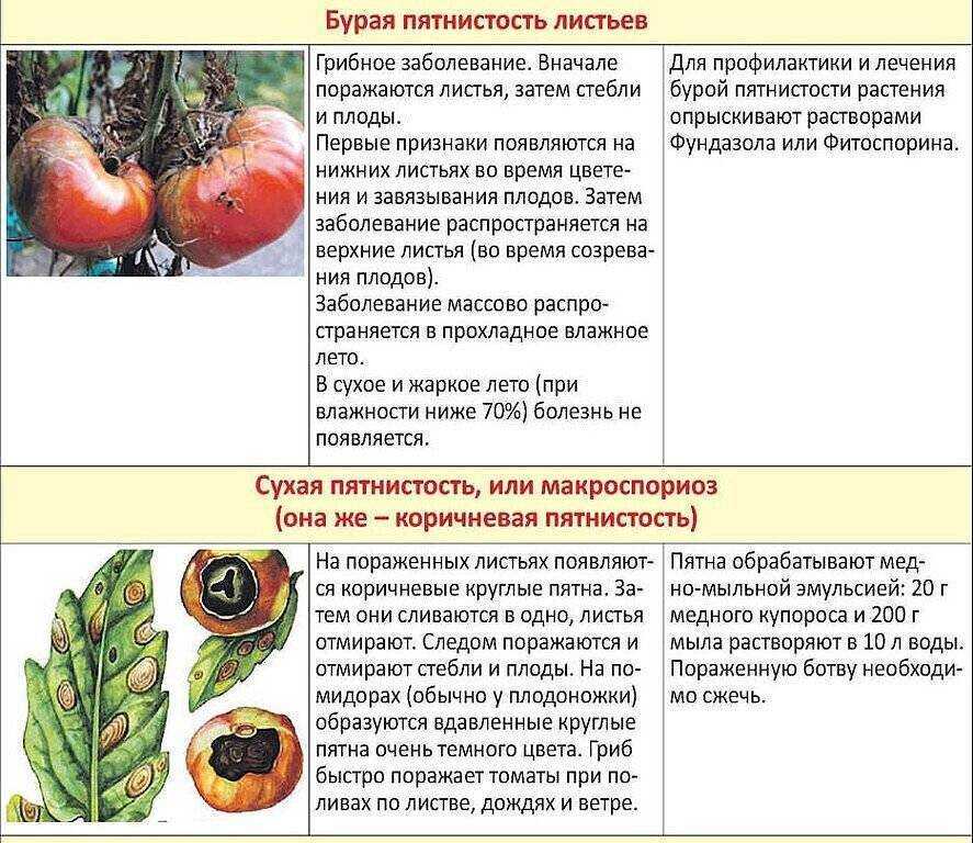 Болезни тепличных помидоров и их лечение