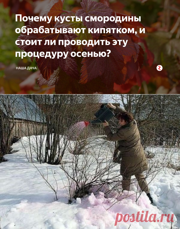 Обработка смородины весной от болезней и вредителей