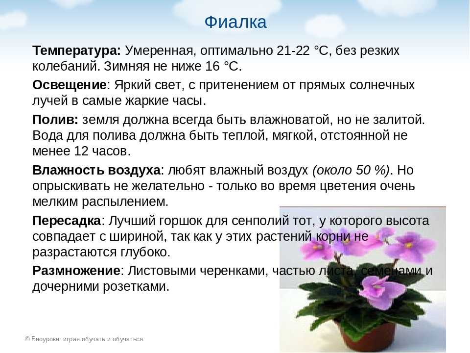 25 самых красивых весенних цветов: определитель с фото и названиями