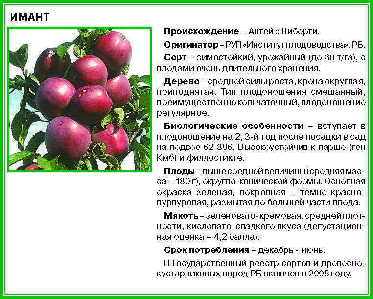 Особенности выращивания яблони кроха - описание сорта, фото, отзывы, достоинства и недостатки культуры