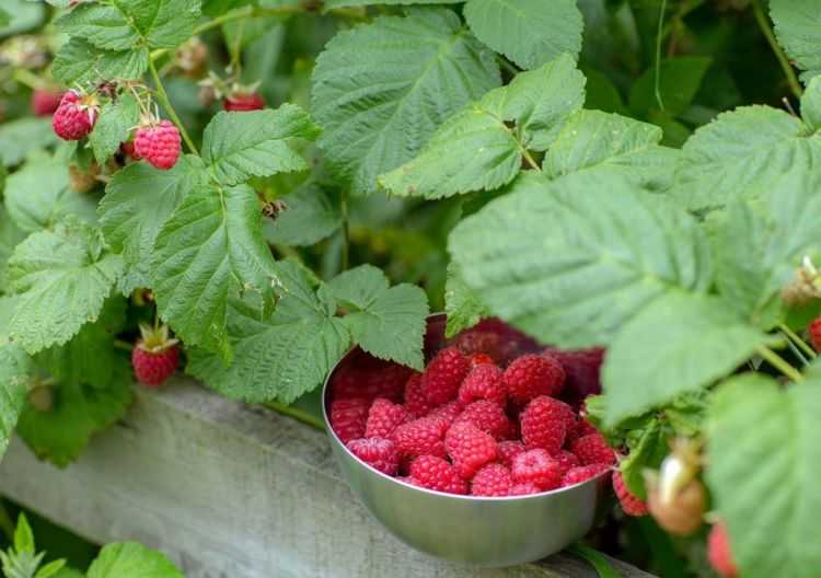 Сорта винограда для подмосковья - 20 самых лучших и вкусных, ранние, морозостойкие, неукрывные,технические,кишмиш, отзывы,выращивание и уход