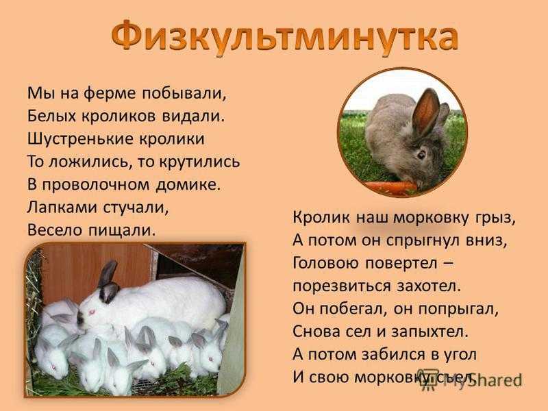 Почему кролики стучат задними лапами и что это значит