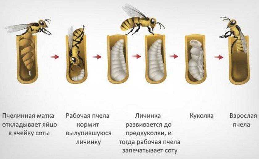 Пчелиная матка