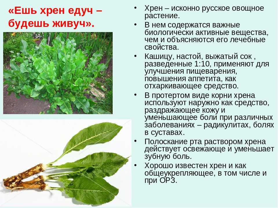 Рецепты, как использовать шелуху от чеснока в народной медицине, в саду и огороде
