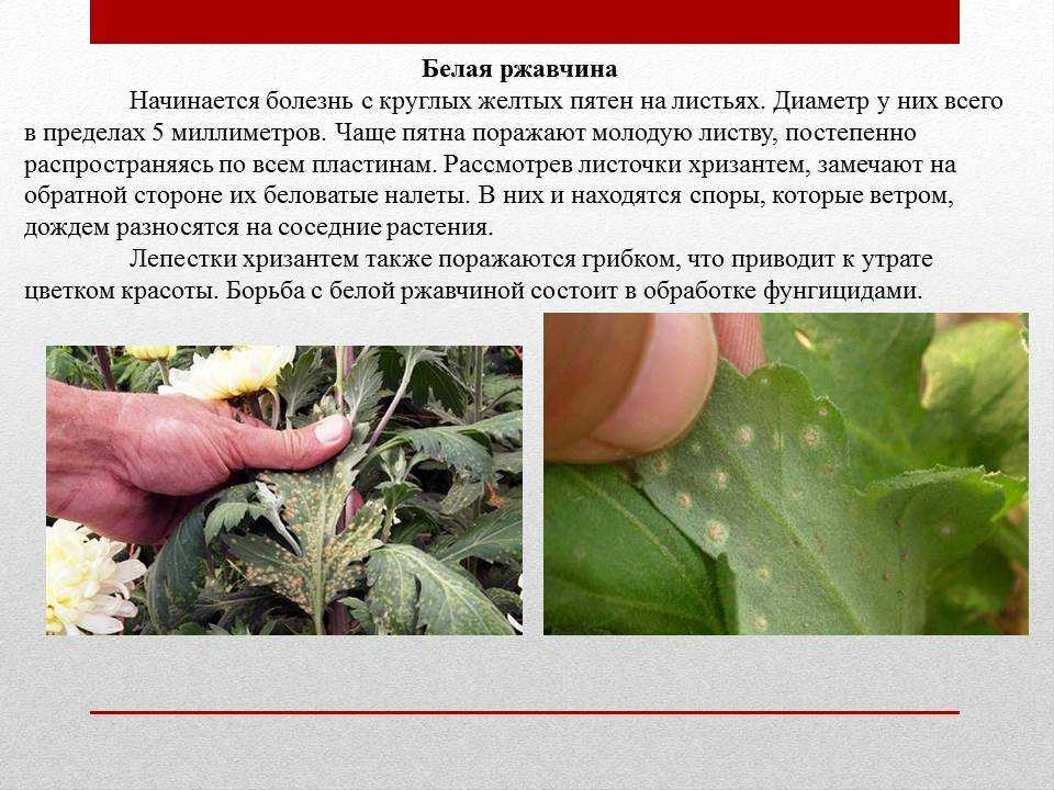Вредители, болезни астры и их лечение: фото, борьба с ними, чем опрыскать, полить цветы от фузариоза, при посадке, как уберечь