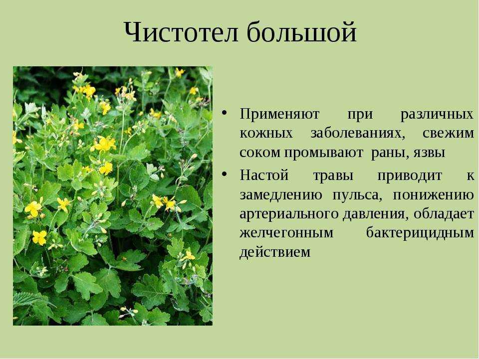 Чистотел: где растёт, лечебные свойства, применение
