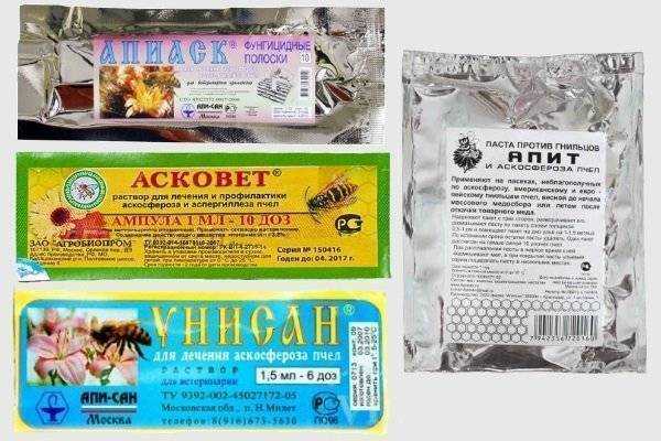 Нозематоз пчел: признаки заболевание, методы лечения и профилактика