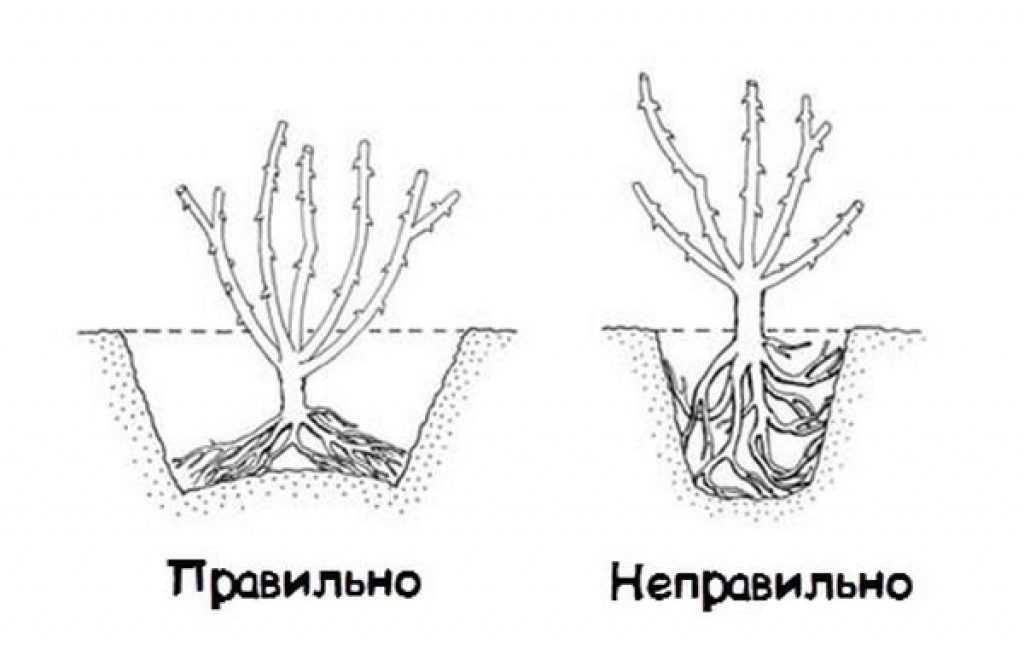 Кустовые розы: как вырастить, посадка и уход, размножение и обрезка, фото