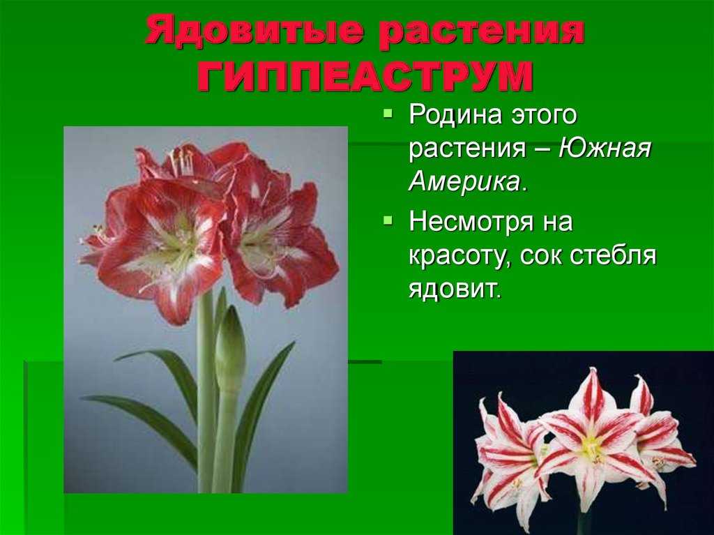 Обзор 10 интересных сортов красных гиппеаструмов и 15 популярных видов красно-белой расцветки