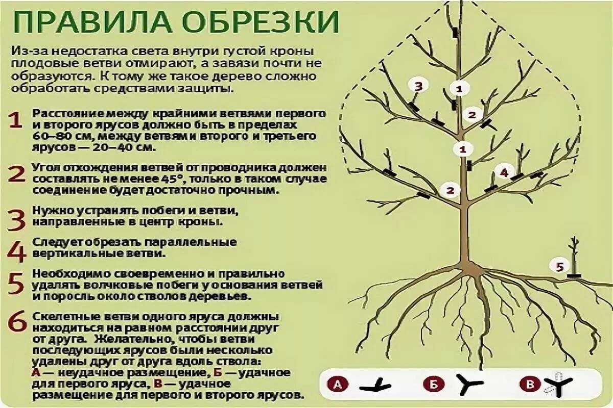 Почему яблоня не цветет и не плодоносит: причины и что делать