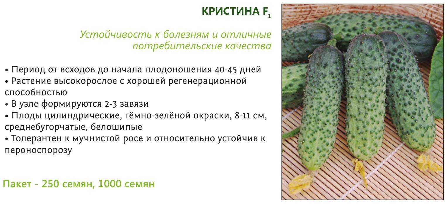 Огурец кристина f1: описание сорта, посадка, уход, фото, отзывы