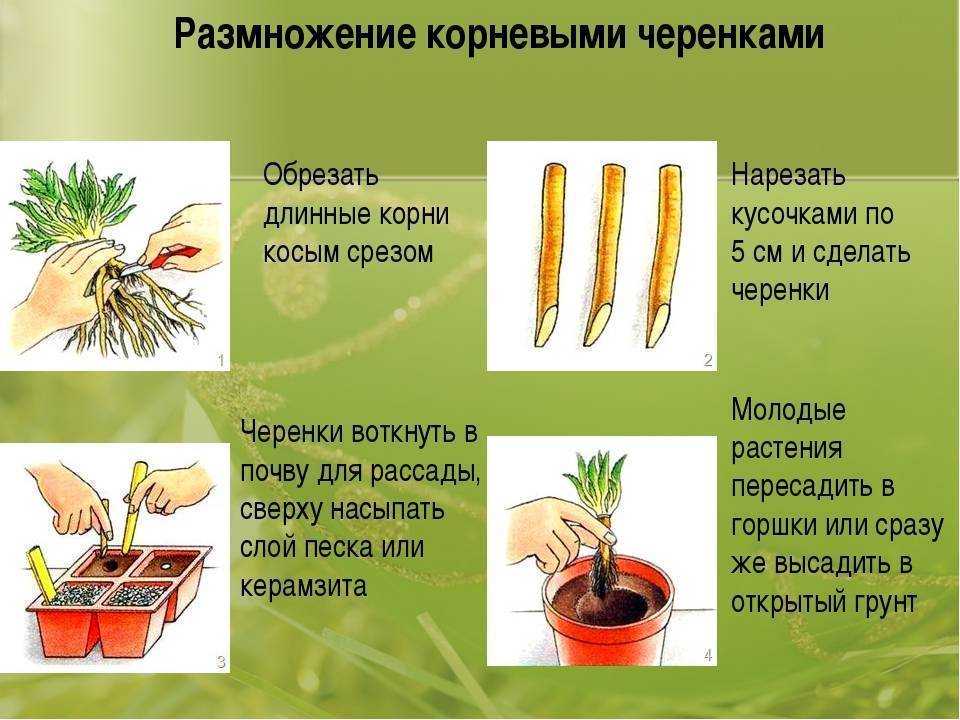 Фото и описание популярных сортов розебудной пеларгонии. особенности разведения и ухода за растением