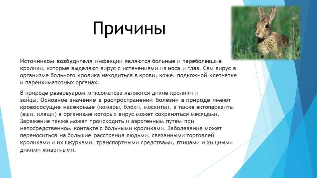 Миксоматоз у кроликов: симптомы и лечение в домашних условиях