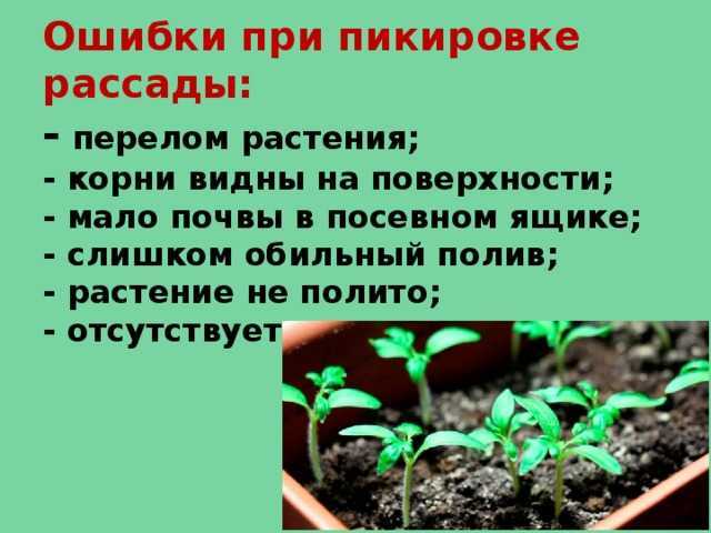 Пикировка капусты: когда и как правильно распикировать рассаду