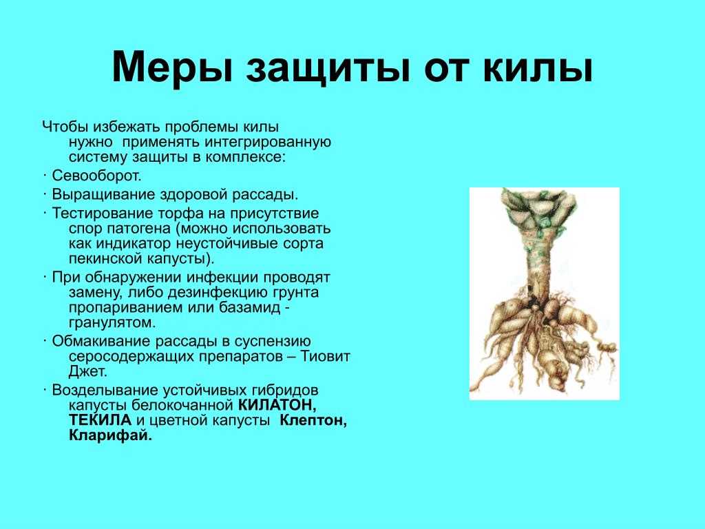 Кила капусты – меры борьбы с болезнью, препараты, народные средства + фото