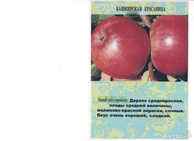 Яблоня башкирский красавец (башкирская красавица) - отзывы о сорте, описание, фото
