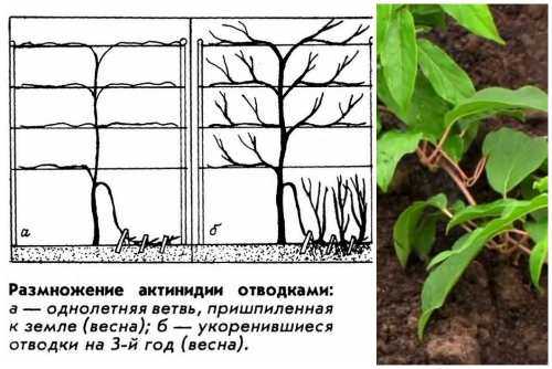 Актинидия: посадка и уход в открытом грунте