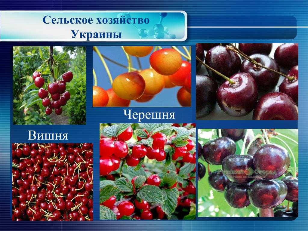 Как отличить черешню от вишни - инженер пто