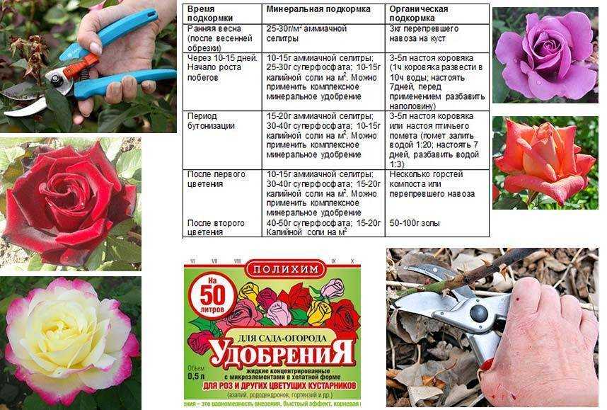 Чем подкормить розы весной, летом и осенью