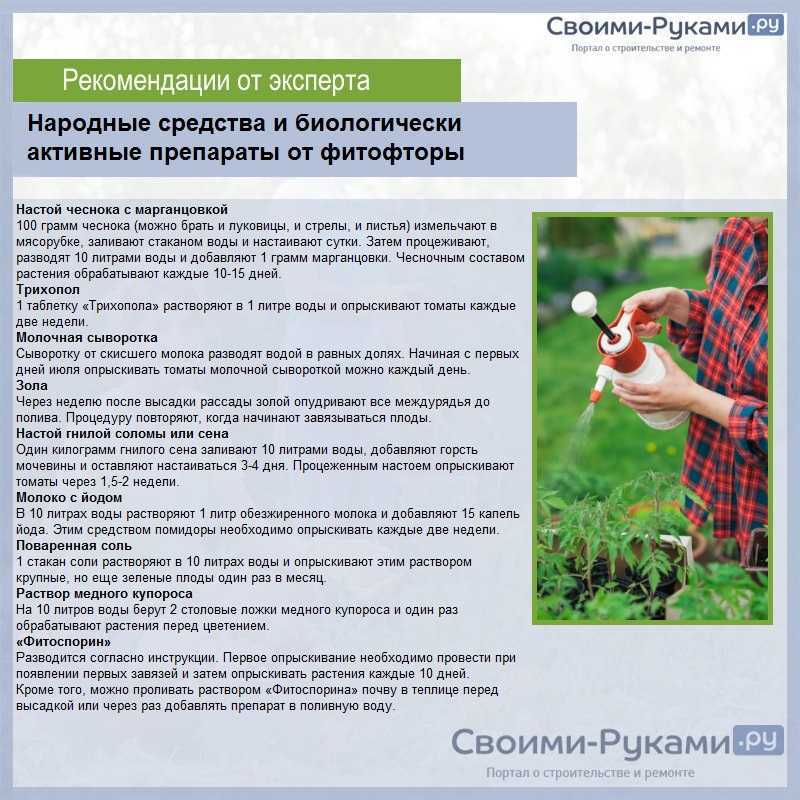 Чем обработать помидоры от фитофторы в открытом грунте: лучшие средства против фитофтороза, инструкция как правильно опрыскать томаты
