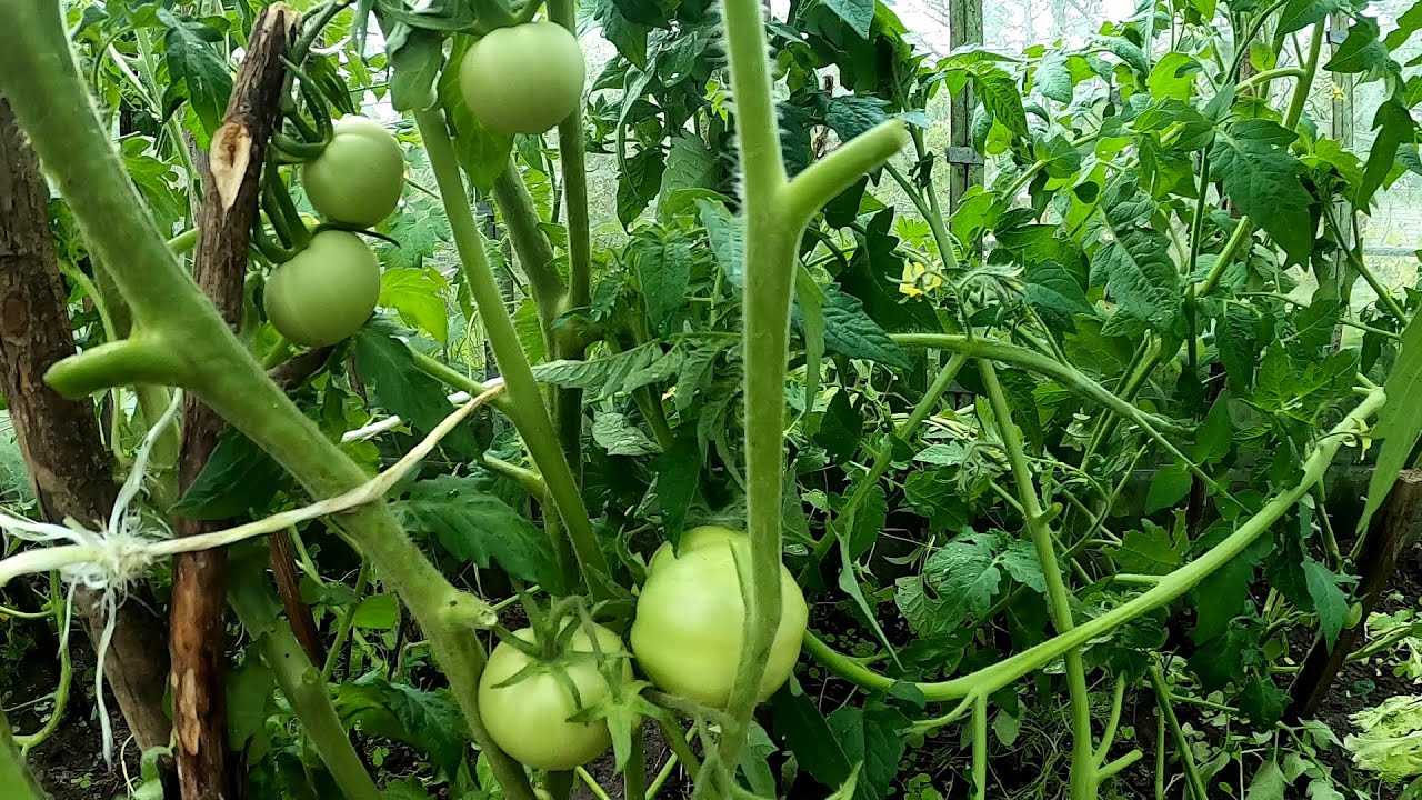 Сидераты для томатов: какие лучше сеять, правила использования