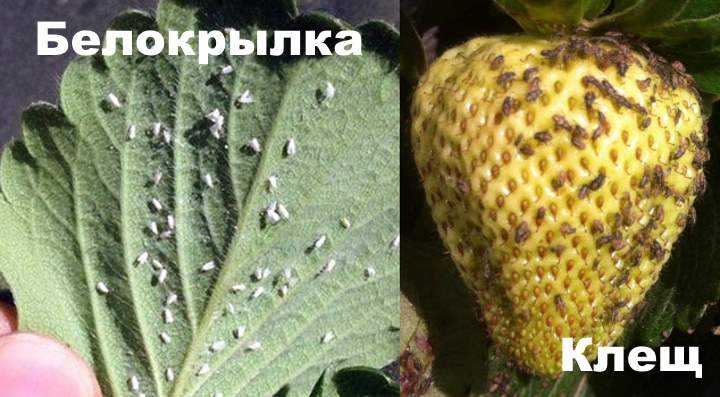 Тля. как бороться со злейшим вредителем?