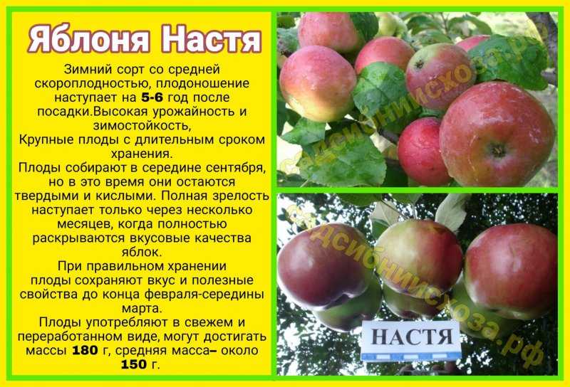 Описание сорта яблони уралец: фото яблок, важные характеристики, урожайность с дерева
