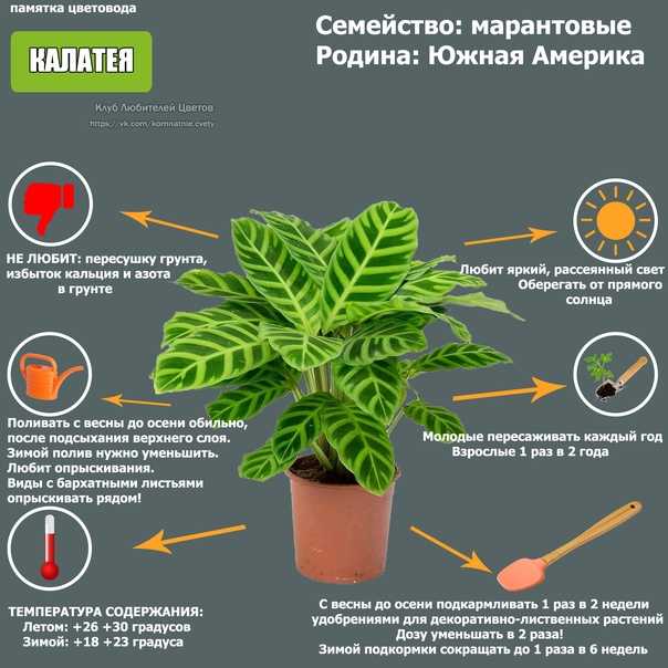 Калатея – уход в домашних условиях: особенности выращивание растения