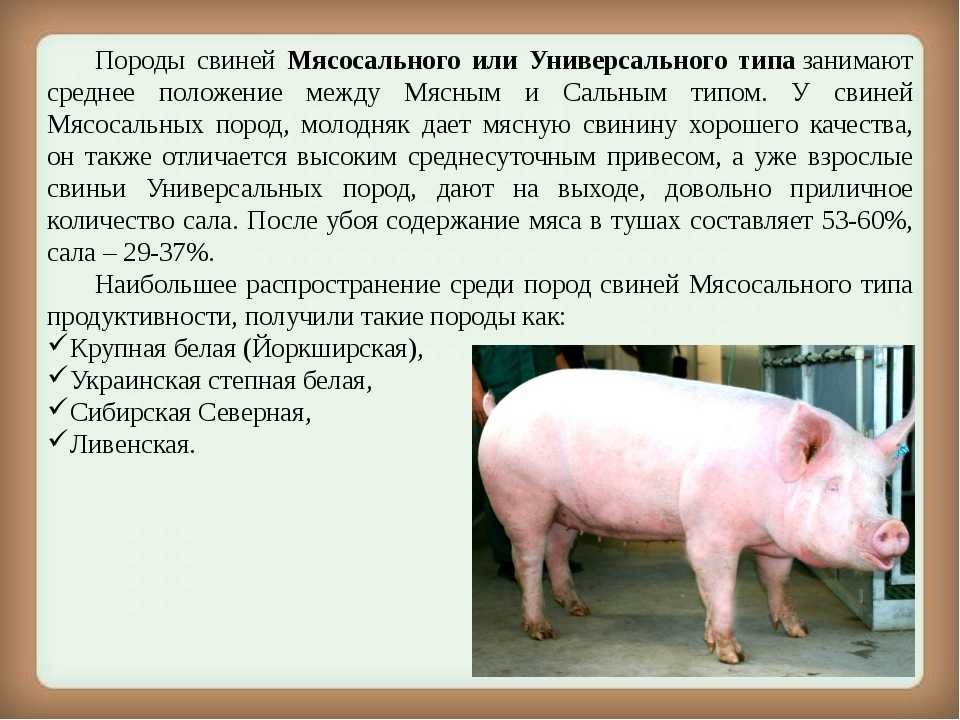 Черная свинья - характеристика породы, особенности содержания