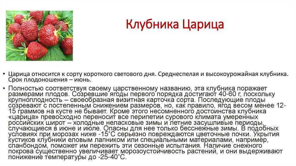 Клубника царица: описание и характеристики сорта, посадка и уход, отзывы с фото