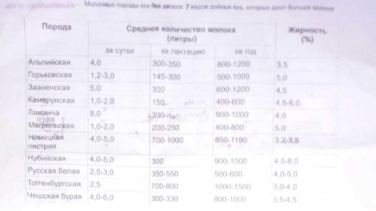 Сколько молока дает коза в сутки и что влияет на удой