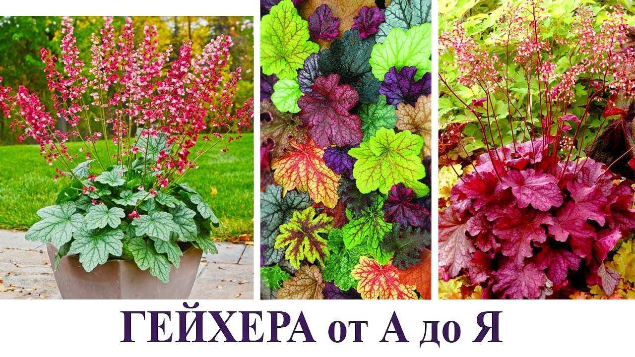 Виды и сорта гейхеры; фото с названиями