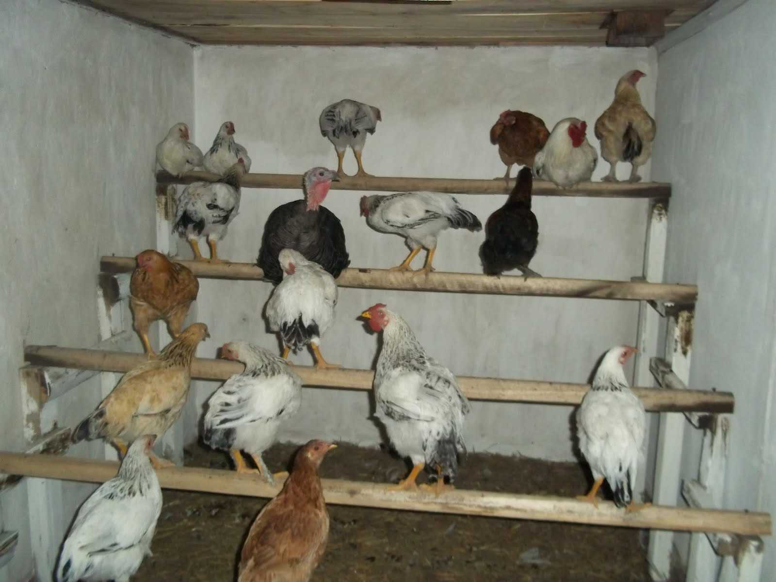 Сколько дней курица высиживает яйца для вывода цыплят и как сидит?