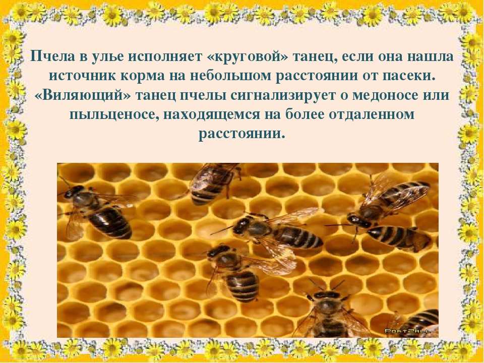 Пчелы дикие: их ульи, особенности зимовки, как найти и приручить