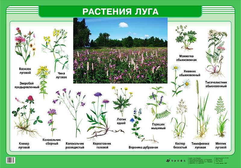 Луговые растения и травы: что растет, фото с названиями, описание
