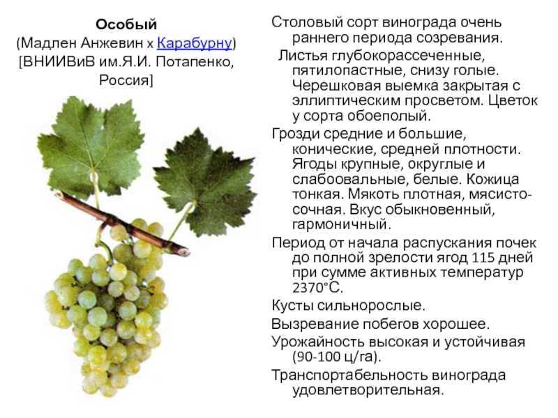 Ранние сорта винограда: с описанием и фото сортов
