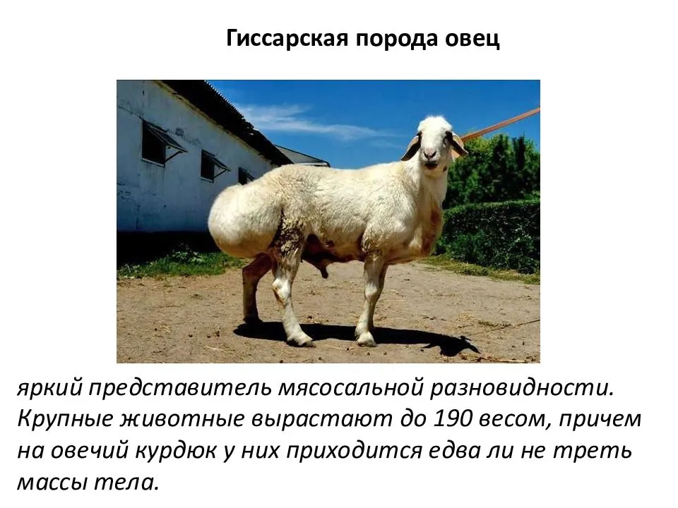 Гиссарская порода овец как перспектива развития прибыльного бизнеса